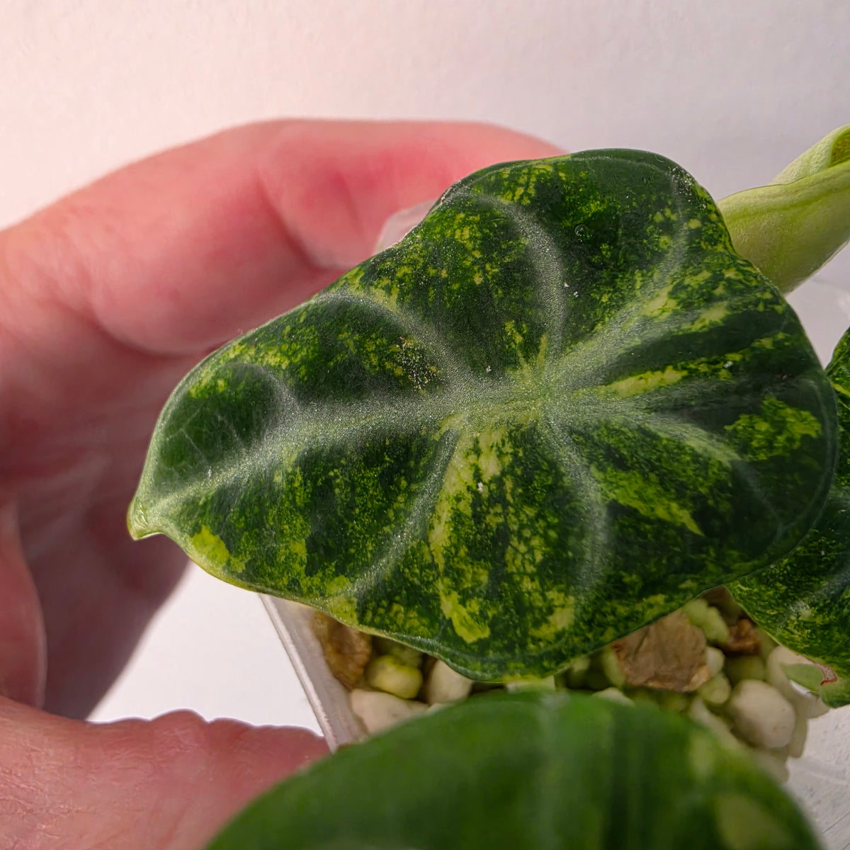 Alocasia Ninja Aurea Variegated – Exact Plant #3