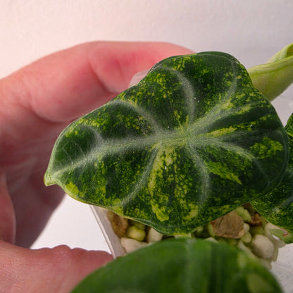 Alocasia Ninja Aurea Variegated – Exact Plant #3