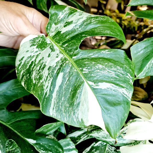 Monstera Albo Middle Leaf Cutting