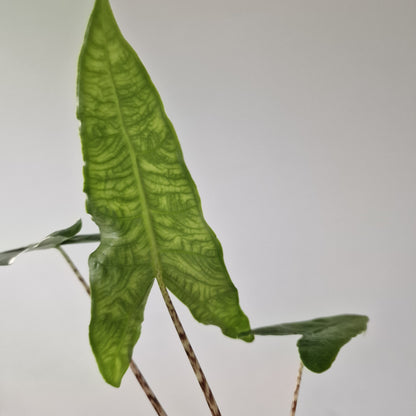 Alocasia Reticulata Rare Houseplant 10.5cm pot