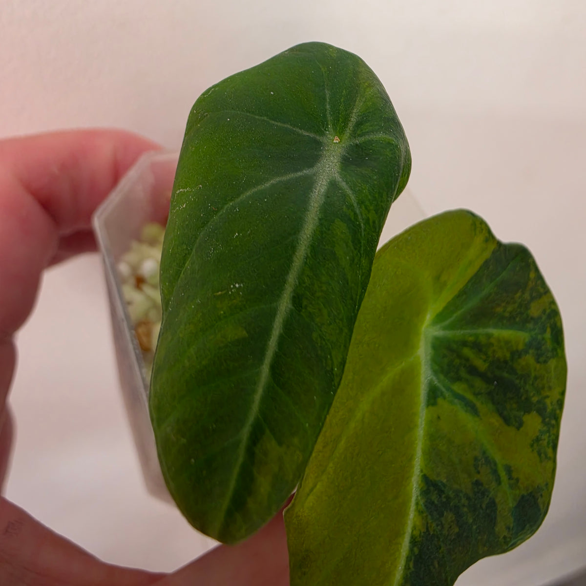Alocasia Black Velvet Gold Variegated – Established | Exact Plant #1