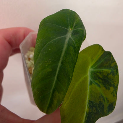 Alocasia Black Velvet Gold Variegated – Established | Exact Plant #1