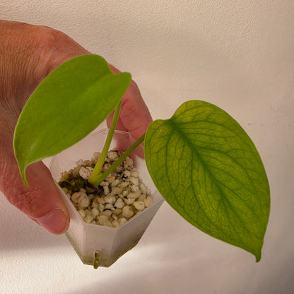 Monstera bundle - see description