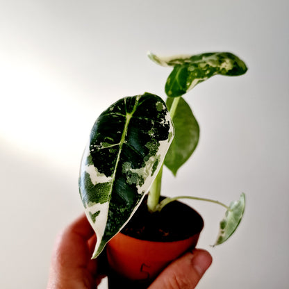 Alocasia Variegated Frydek Houseplant 7cm pot (5)