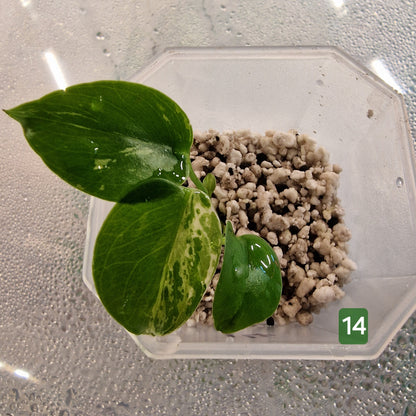 Monstera Bulbasaur – Choose Your Exact Plant (Acclimatising TC Batch) see description