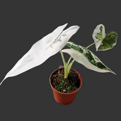 Alocasia Frydek Variegata Rare Houseplant 7cm pot (3)