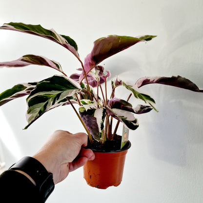 Calathea White Fusion Houseplant 10.5cm pot