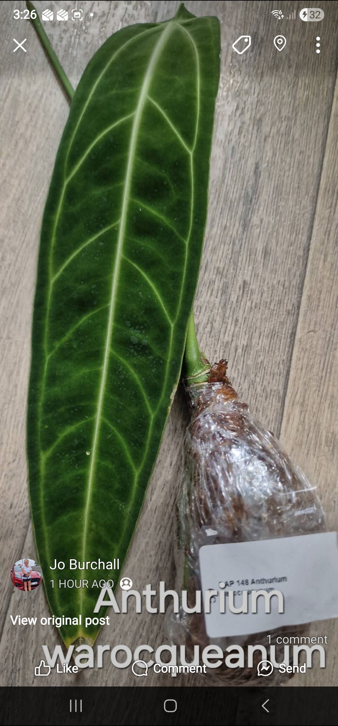 Sunday Sale - Paul Warocqueanum