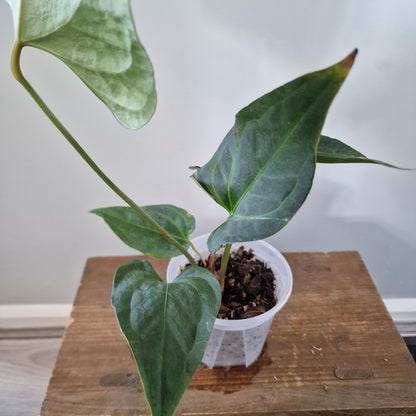 Ecuagenera Rehab Anthurium Novelty x Anth Jungle Dreams x Anth besseae aff (A4)