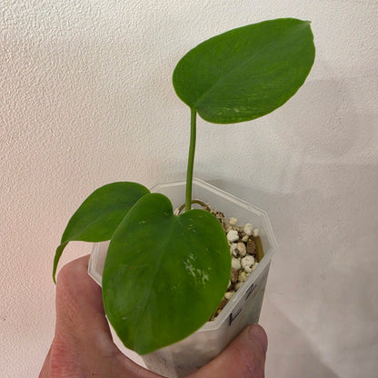Monstera Devil Monster – Lightly Variegated / Speckled – Exact Plant (L2)