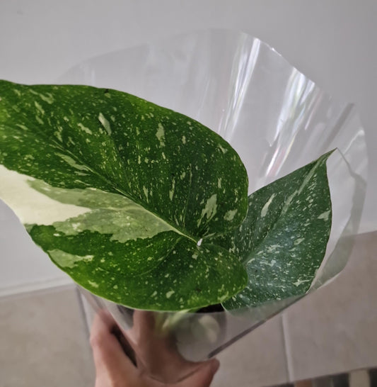Monstera Thai Constellation Rare Houseplant 11cm pot