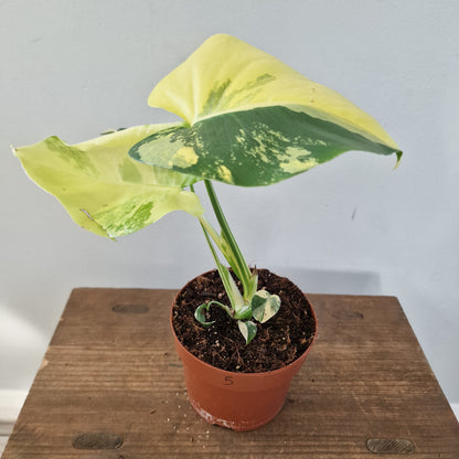 Monstera Deliciosa Aurea – 12cm Pot (#5)