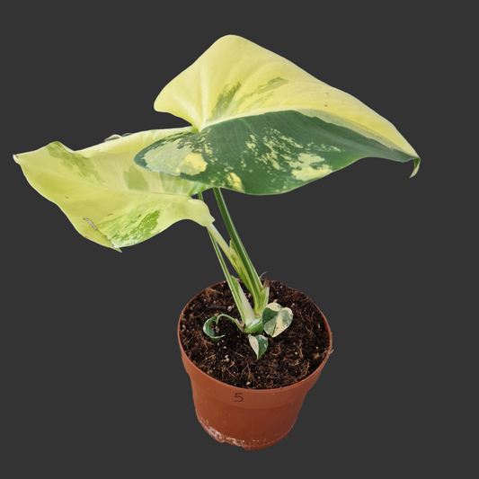 Monstera Deliciosa Aurea – 12cm Pot (#5)