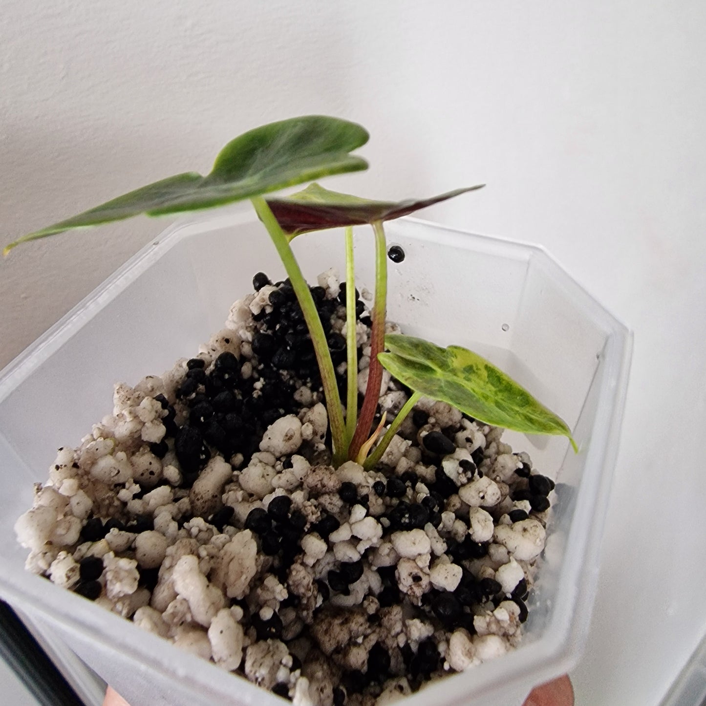 Alocasia Suhirmaniana Aurea Variegation – Exact Plant (5)