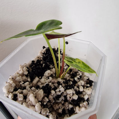 Alocasia Suhirmaniana Aurea Variegation – Exact Plant (5)