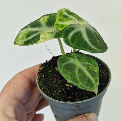 Alocasia Ninja Variegata – 6cm Pot (#2)