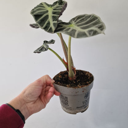 Alocasia ‘Heart Balloon’ – 12cm Pot