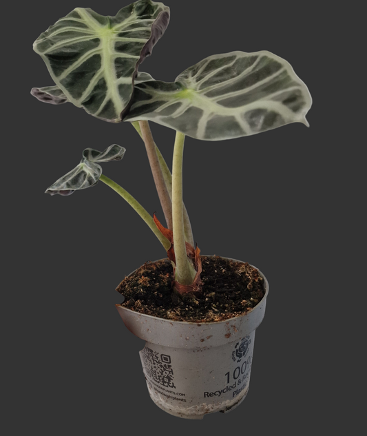 Alocasia ‘Heart Balloon’ – 12cm Pot