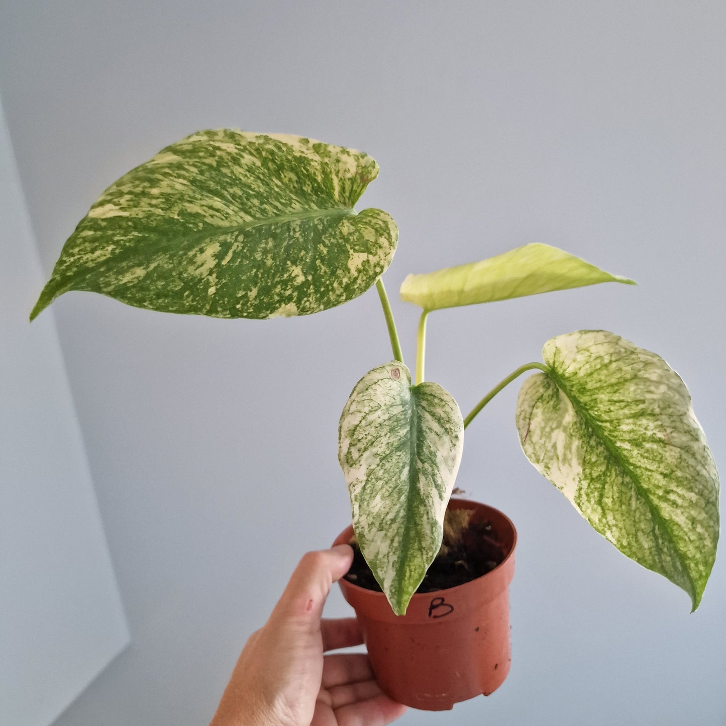 Monstera Mint Rare Houseplant 10.5cm pot (b)
