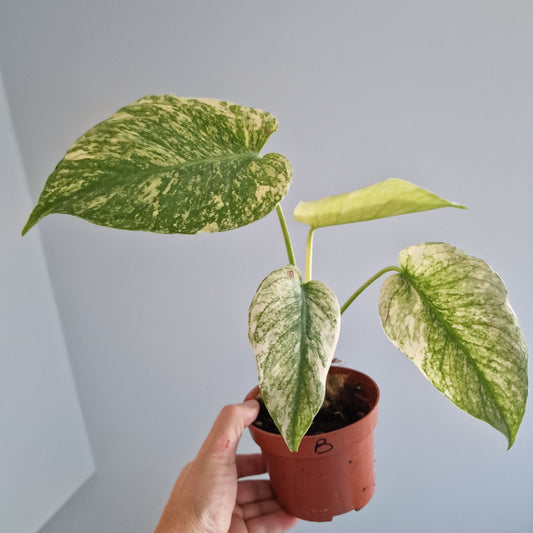 Monstera Mint Rare Houseplant 10.5cm pot (b)