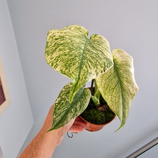 Monstera Mint Rare Houseplant 10.5cm pot (f)