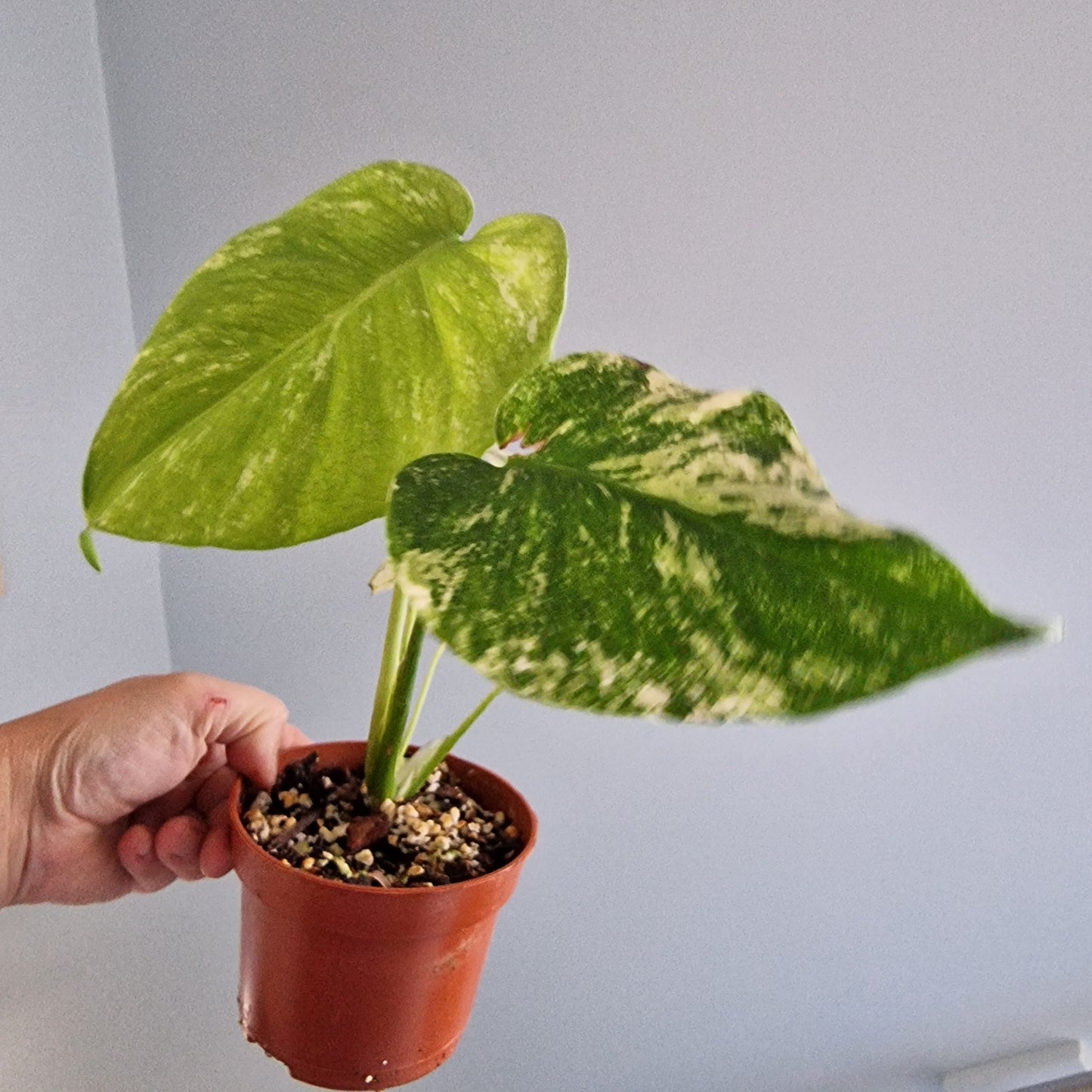Monstera Mint Rare Houseplant 10.5cm pot (c)