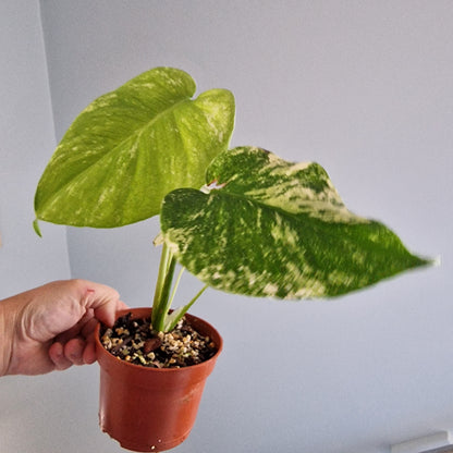 Monstera Mint Rare Houseplant 10.5cm pot (c)
