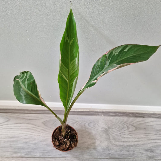 Musa Nono Rare Houseplant approx 40cm tall 10.5cm pot
