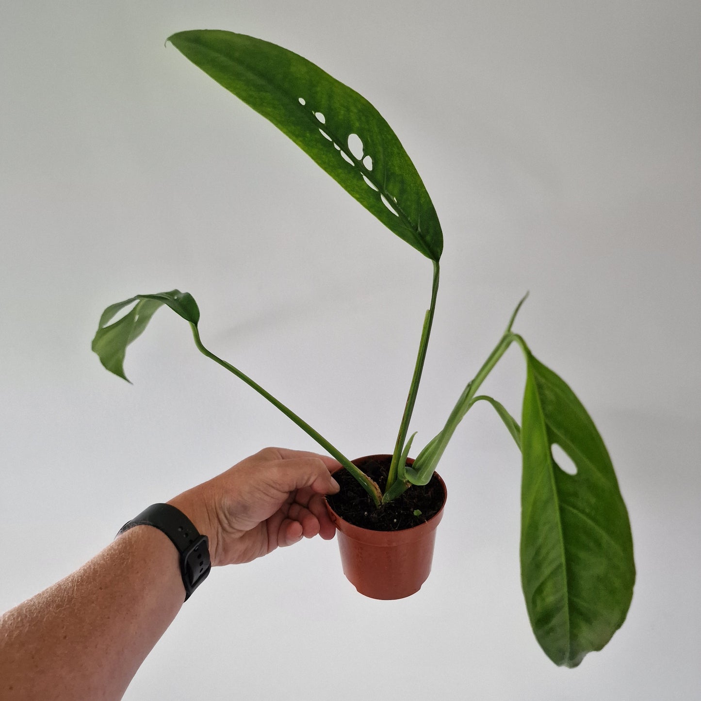 Monstera Obliqua Yasuni Rare Houseplant 9cm pot (2)