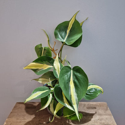Philodendron Silver Stripe Houseplant 12cm pot