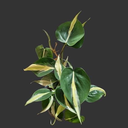 Philodendron Silver Stripe Houseplant 12cm pot