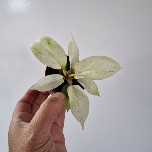 Philodendron Snowdrift Houseplant 6cm pot