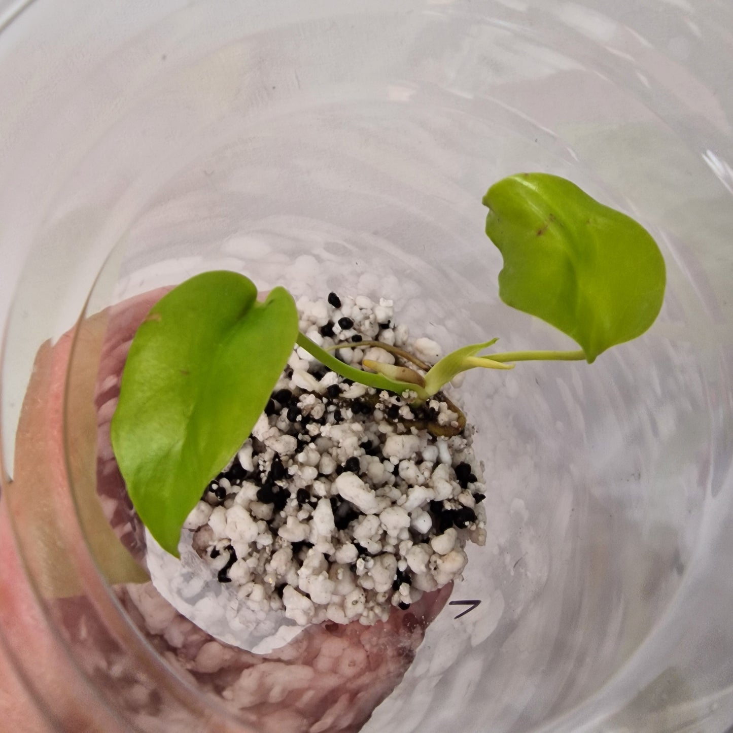 Monstera Lemon Lime – Young Exact TC Plant (#7)