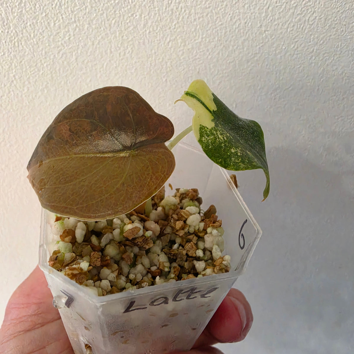 Alocasia Cuprea ‘Latte Gold’ – Acclimatised Tissue Culture | Exact Plant #7