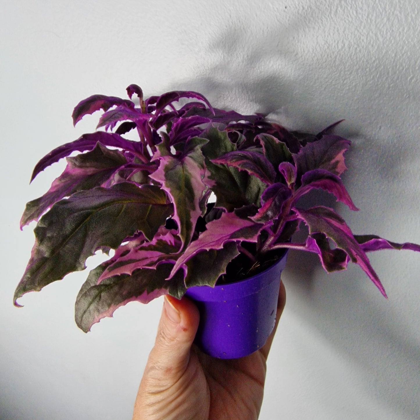Gynura Variegated – 7cm Pot