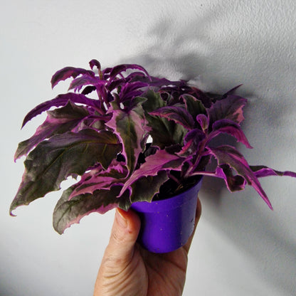 Gynura Variegated – 7cm Pot