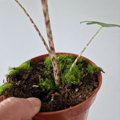 Alocasia Reticulata Rare Houseplant 10.5cm pot