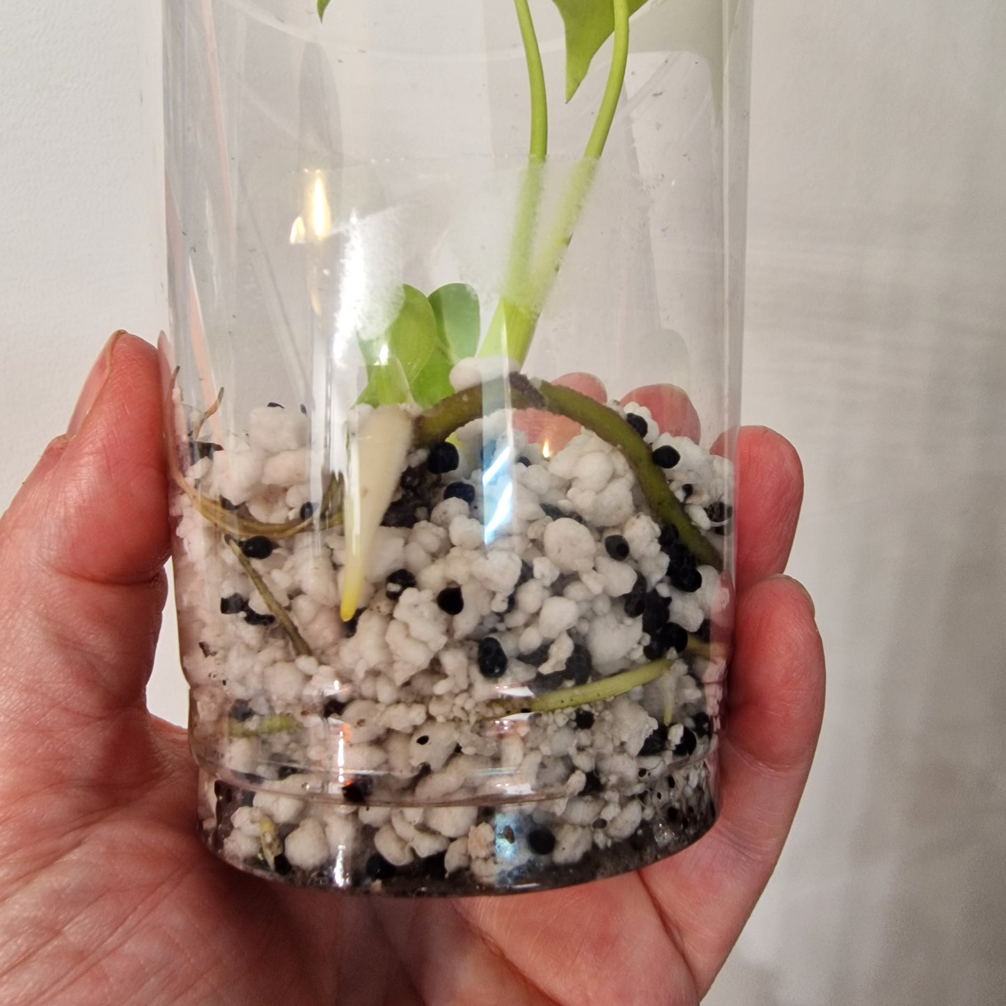 Monstera Lemon Lime – Young Exact TC Plant (#12)