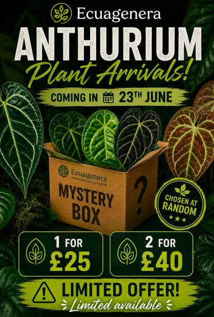Rehab Mystery Ecuagenera Anthurium Plants - Due 23rd June
Please Read Description