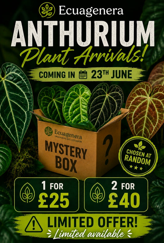 Rehab Mystery Ecuagenera Anthurium Plants - Due 23rd June
Please Read Description