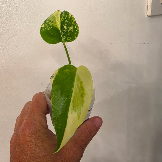 Monstera Lemon Pom Pom – Exact Plant No. 1 - See Description