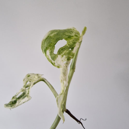 Monstera Frozen Freckles Rare Houseplant 12cm pot (1)
