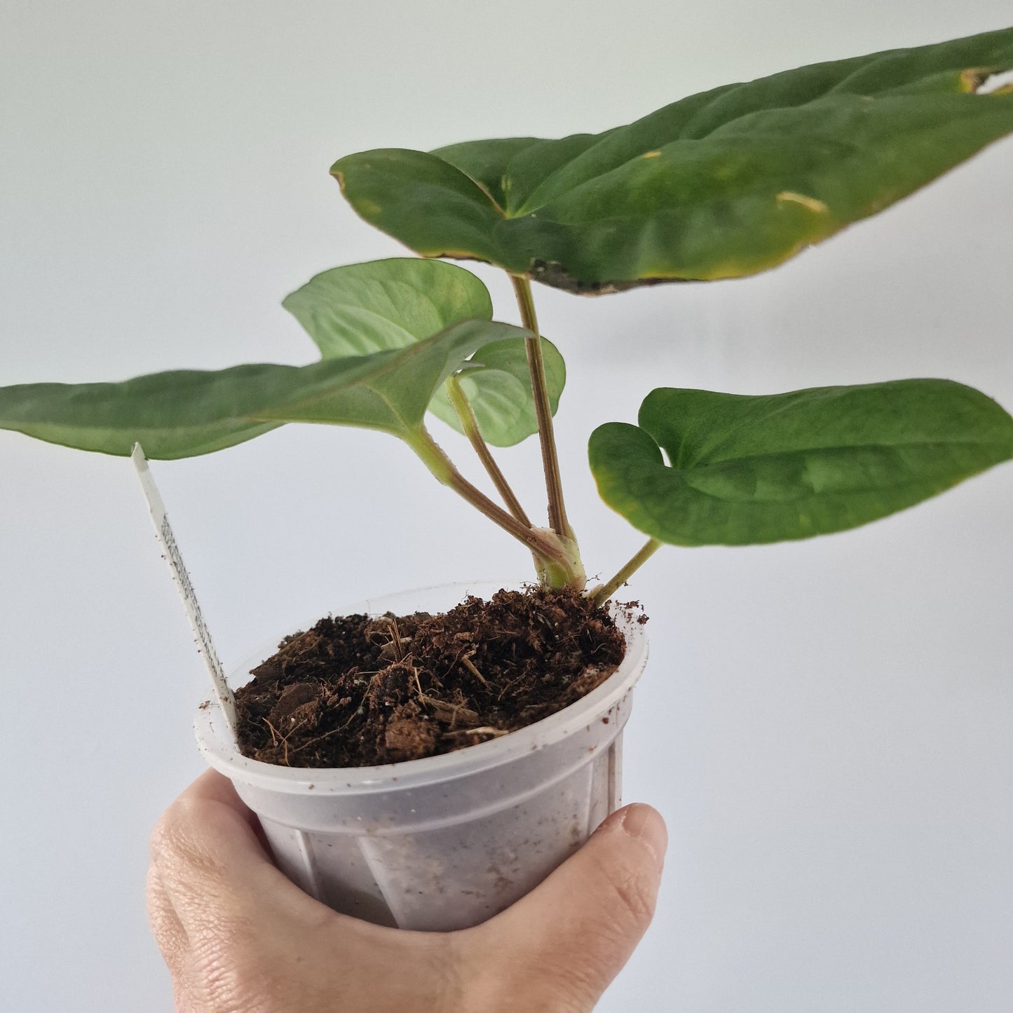 Ecuagenera Rehab Anthurium dressleri