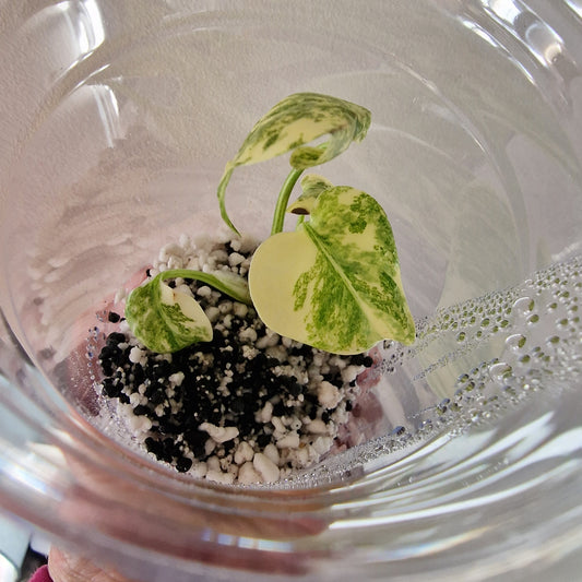 Monstera Green Snow (Thai Constellation Family) – Young TC Plant (#7)