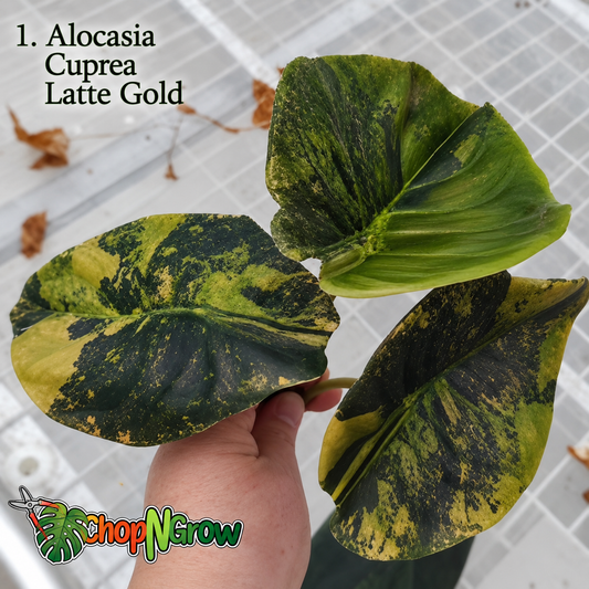 Rare Tissue Culture Plants – 5th November 2026