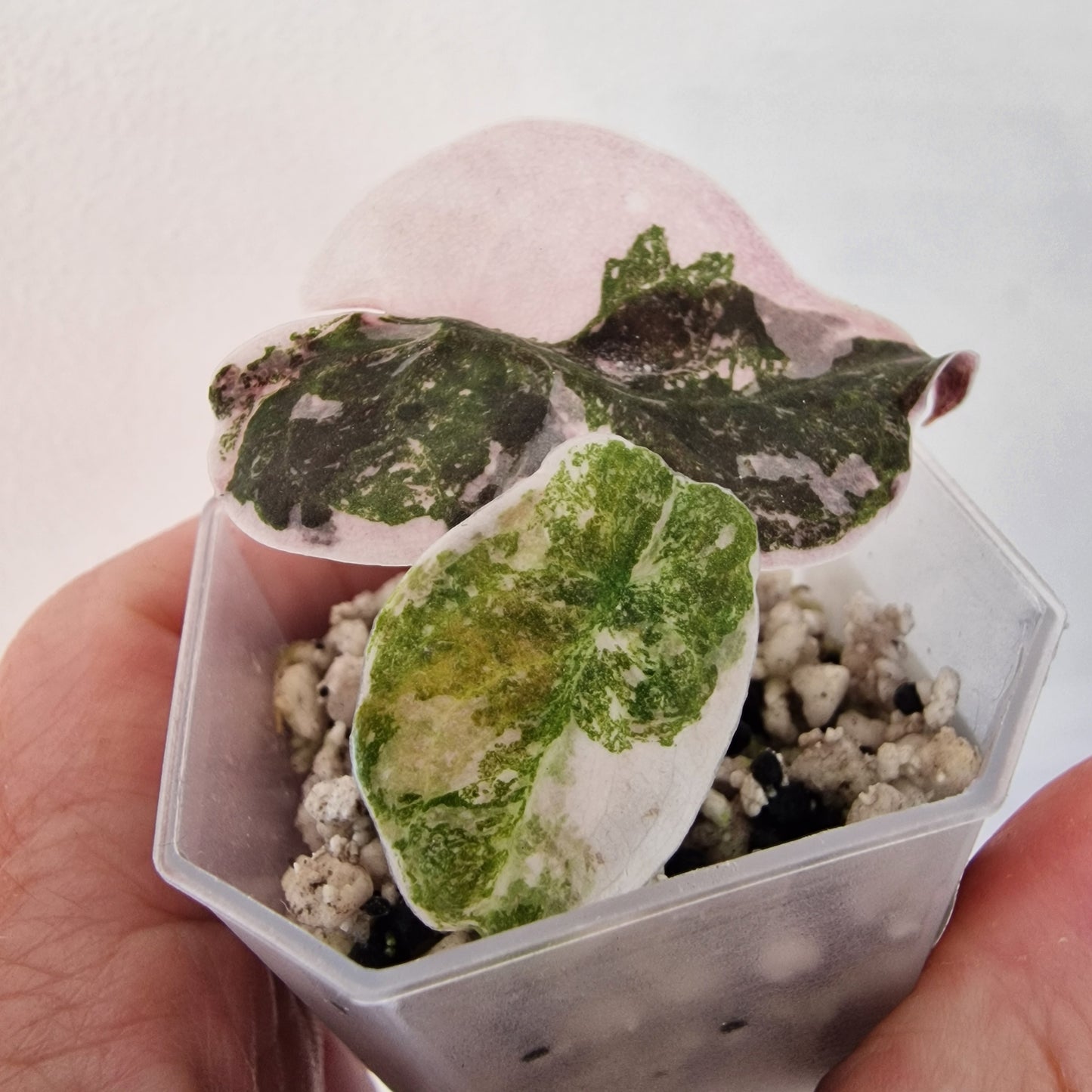 Alocasia Cuprea ‘Nom Yen’ Variegated – Tissue Culture Plant (#3)