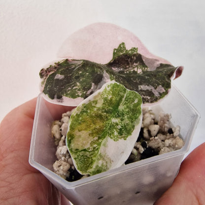 Alocasia Cuprea ‘Nom Yen’ Variegated – Tissue Culture Plant (#3)