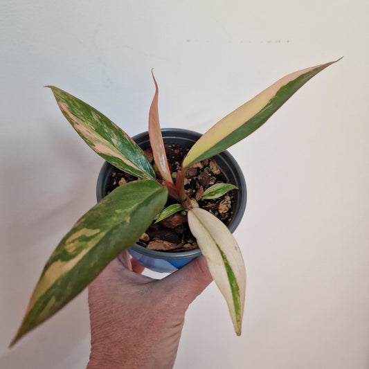 Philodendron Caramel Marble Rare Houseplant 9cm pot