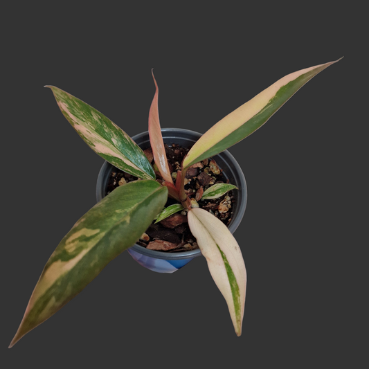 Philodendron Caramel Marble Rare Houseplant 9cm pot