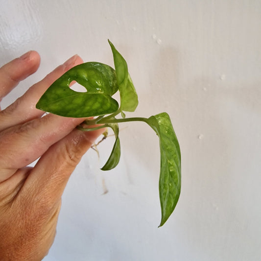 Monstera Adansonii reverted rooted in Water